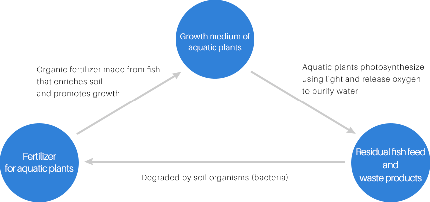 Growth medium of aquatic plants Aquatic plants photosynthesize using light and release oxygen to purify water Residual fish feed and waste products Degraded by soil organisms (bacteria) Fertilizer for aquatic plants Organic fertilizer made from fish that enriches soil and promotes growth