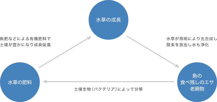 水草の成長 水草が照明により光合成し酸素を放出し水も浄化 魚の食べ残しのエサ 老廃物 土壌生物（バクテリア）によって分解 水草の肥料 魚肥などによる有機肥料で土壌が豊かになり成長促進